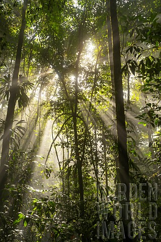 Sunbeams_in_the_Amazon_rainforest_Belizon_French_Guiana