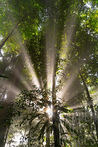 Sunbeams_in_the_Amazon_rainforest_Belizon_French_Guiana