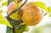 Scrab on Apple Ellisons orange, Malus domestica Ellisons orange