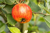 Apple Vista bella, Malus domestica Vista bella, fruit
