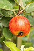 Apple Vista bella, Malus domestica Vista bella, fruit