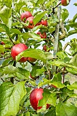 Apple Akane, Malus domestica Akane, fruits