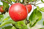 Apple Akane, Malus domestica Akane, fruit