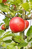 Apple Akane, Malus domestica Akane, fruits