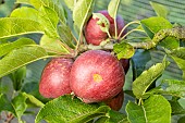 Apple Starkimson, Malus domestica Starkimson, fruits