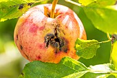 Codling moth attack on apple Ellisons orange, Malus domestica Ellisons orange.