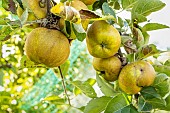 Apple André Sauvage, Malus domestica André Sauvage, fruits