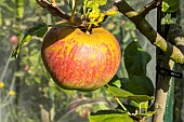 Apple Reinette royale, Malus domestica Reinette royale, fruit