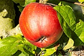 Apple Calville de Pays dIsère, Malus domestica Calville de pays dIsère, Fruit