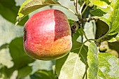 Apple Colapuy dhiver, Malus domestica Colapuy dhiver, fruit