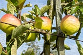 Apple Blushing Golden, Malus domestica Blushing Golden, fruits