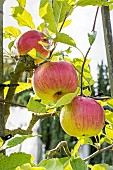 Apple Marie Madeleine, Malus domestica Marie Madeleine, fruits