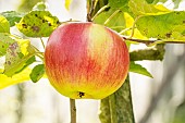 Apple Marie Madeleine, Malus domestica Marie Madeleine, fruit
