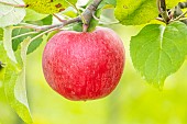 Apple Carabille, Malus domestica Carabille, fruit