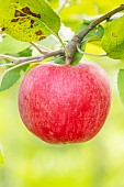 Apple Carabille, Malus domestica Carabille, fruit