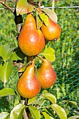 Pear Beurré Durondeau, Pyrus communis Beurré Durondeau, fruits