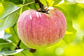 Apple Peasgoods not such, Malus domestica Peasgoods not such, fruit