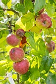 Apple Calville Rouge dOullins, Malus domestica Calville Rouge dOullins, fruits