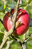 Apple Reinette Cul creux, Malus domestica Reinette Cul creux, fruit