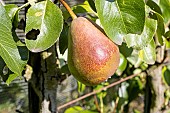 Pear Sanguine de France, Pyrus communis Sanguine de France, fruit