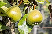Pear Saint Remy, Pyrus communis Saint Remy, fruits