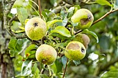 Pear Soldat Laboureur, Pyrus communis Soldat Laboureur, fruit