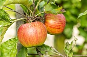 Apple Reinette du Luxembourg, Malus domestica Reinette du Luxembourg, fruits