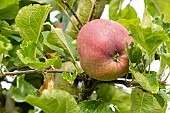 Apple Black stayman, Malus domestica Black stayman, fruit