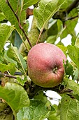 Apple Black stayman, Malus domestica Black stayman, fruit