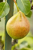 Pear Triomphe de Vienne, Pyrus communis Triomphe de Vienne, fruit