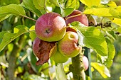 Apple Calville dOullins, Malus domestica Calville dOullins, fruits