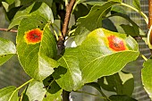 European pear rust (Gymnosporangium fuscum) on pear tree (Pyrus communis)
