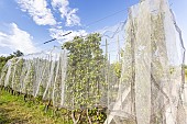 Net to protect apple trees from birds