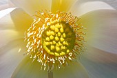 Detail of a Sacred Lotus flower (Nelumbo nucifera)