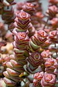 Crassula x rupestris f. marnieriana Hottentot