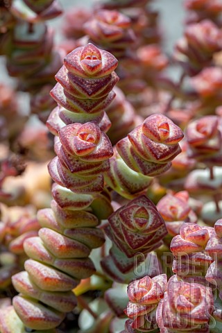 Crassula_x_rupestris_f_marnieriana_Hottentot