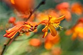 Montbretia (Crocosmia x crocosmiiflora) established in the wild, Cotes-dArmor, France