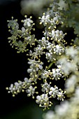 Flowers of Black Elder (Sambucus nigra), Bouches-du-Rhone, France