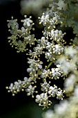 Flowers of Black Elder (Sambucus nigra), Bouches-du-Rhone, France