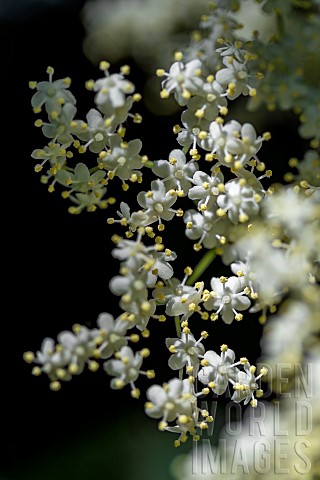 Flowers_of_Black_Elder_Sambucus_nigra_BouchesduRhone_France