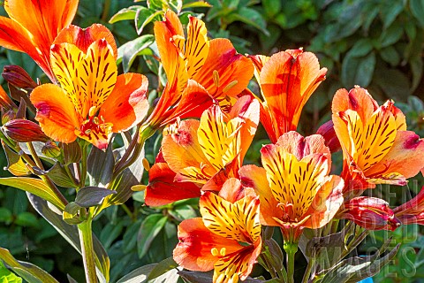Peruvian_Lily_Alstroemeria_Indian_Summer_flowers