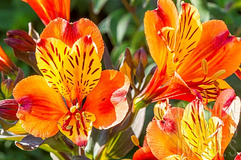 Peruvian_Lily_Alstroemeria_Indian_Summer_flowers