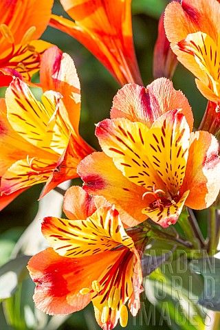 Peruvian_Lily_Alstroemeria_Indian_Summer_flowers