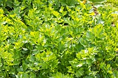 Celeriac Diamant, Apium graveoleus var rapaceum Diamant, foliage
