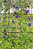 Tall Morning Glory Grand Pa Ott, Ipomoea purpurea Grand Pa Ott, flowers