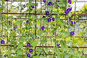 Tall Morning Glory Grand Pa Ott, Ipomoea purpurea Grand Pa Ott, flowers