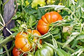 Tomato Coeur de Boeuf Rouge, Red Late Tomato, fruits