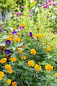 Mexican Marigold Perfection Orange, Tagetes erecta Perfection Orange, Tall morning-glory Grandpa Otts, Ipomoea purpurea Grandpa Otts, flowers