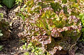 Bellino red oak leaf lettuce