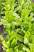 Belgian Endive, Half Early from Malines, Cichorium intybus var foliosum